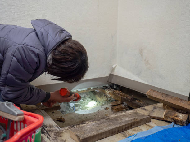 Best Emergency Mold Remediation  in Citrus Springs, FL