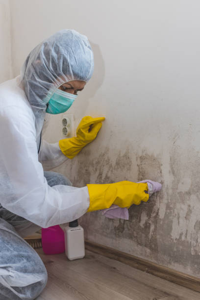 Best Asbestos and Lead Testing During Mold Inspection  in Citrus Springs, FL
